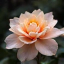 Placeholder dla suplementu na piękno